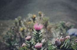 Image of Isopogon latifolius R. Br.