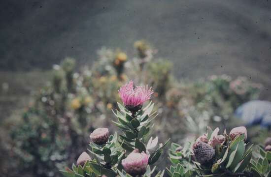 Image of Isopogon latifolius R. Br.