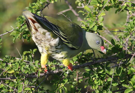 Image of African Green Pigeon