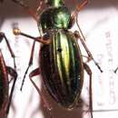 Image of Golden ground beetle