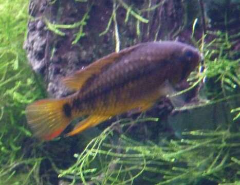 Image of Apistogramma macmasteri Kullander 1979