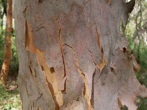 Image of Brittle Gum