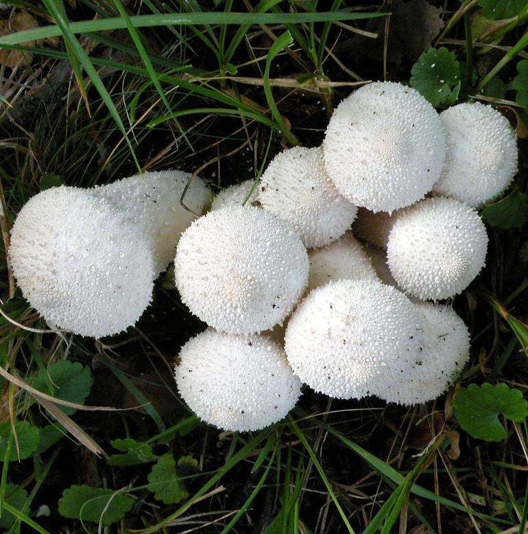 Imagem de Lycoperdon perlatum Pers. 1796