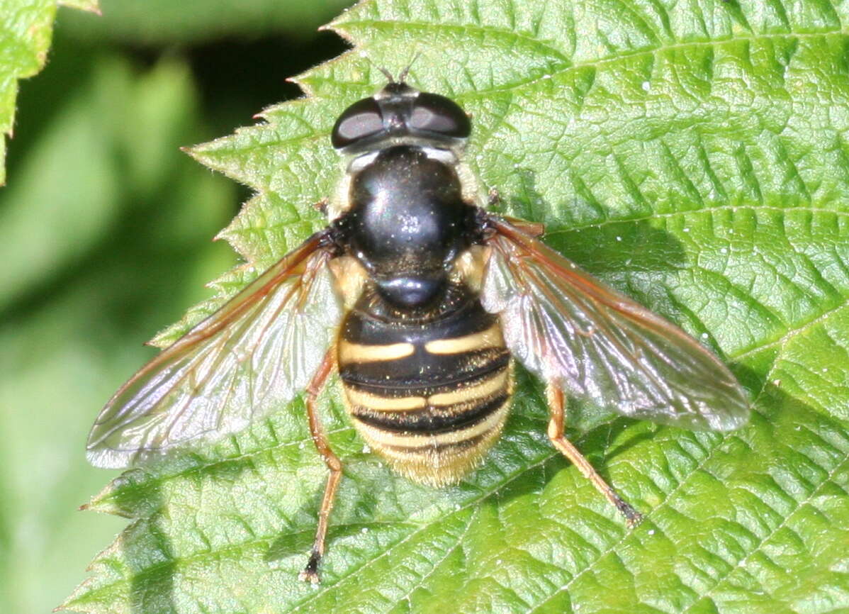 صورة Sericomyia silentis (Harris 1776)