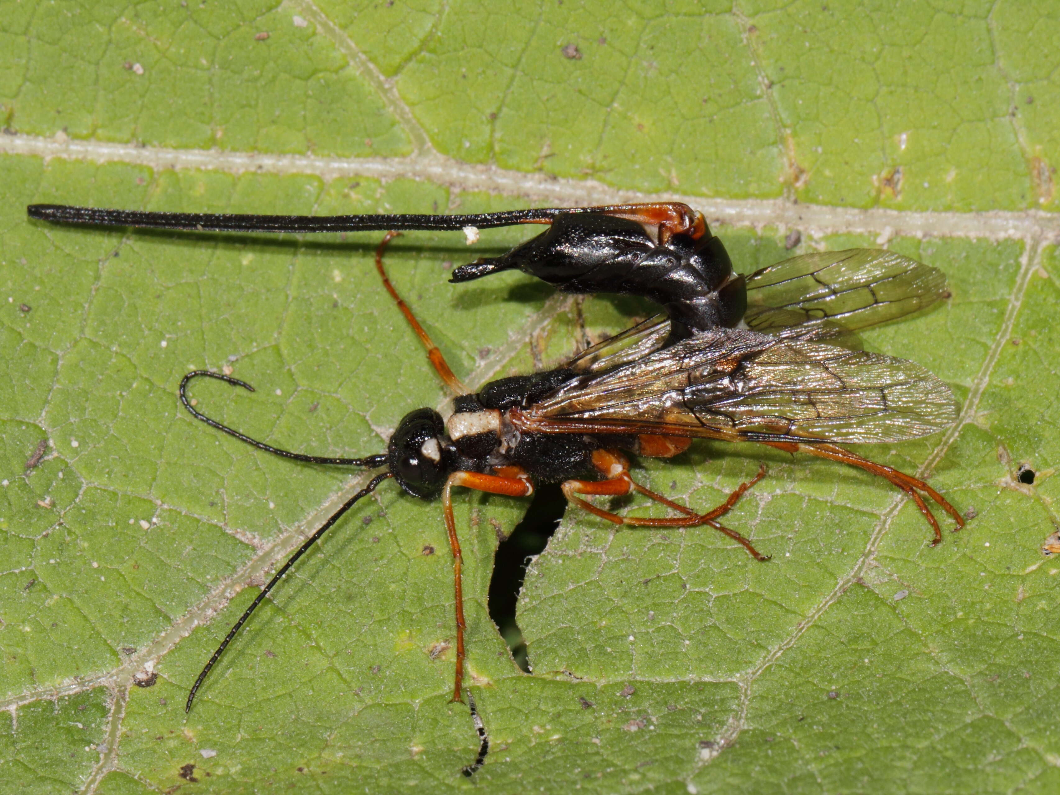 Слика од Hymenoptera