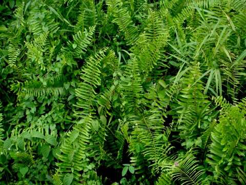 Image of giant swordfern