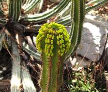 Image of Euphorbia avasmontana Dinter