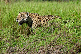 Image of Jaguar