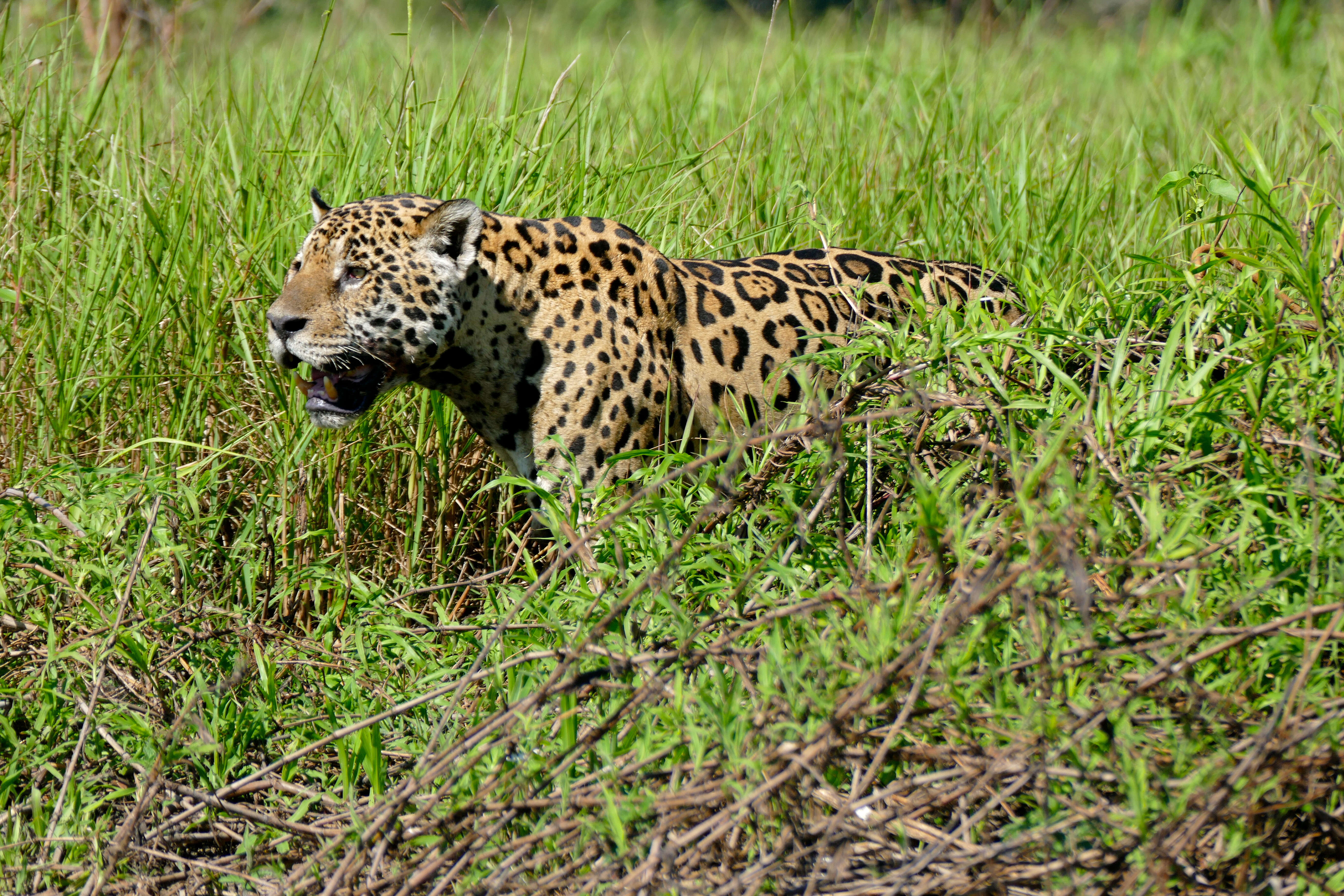 Image of big cats