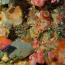 Image of Sea goldie