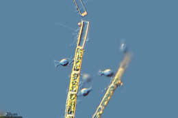 Image of choanoflagellates