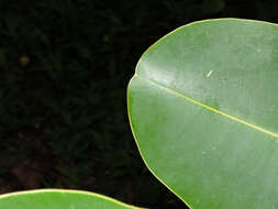 Image of calophyllum