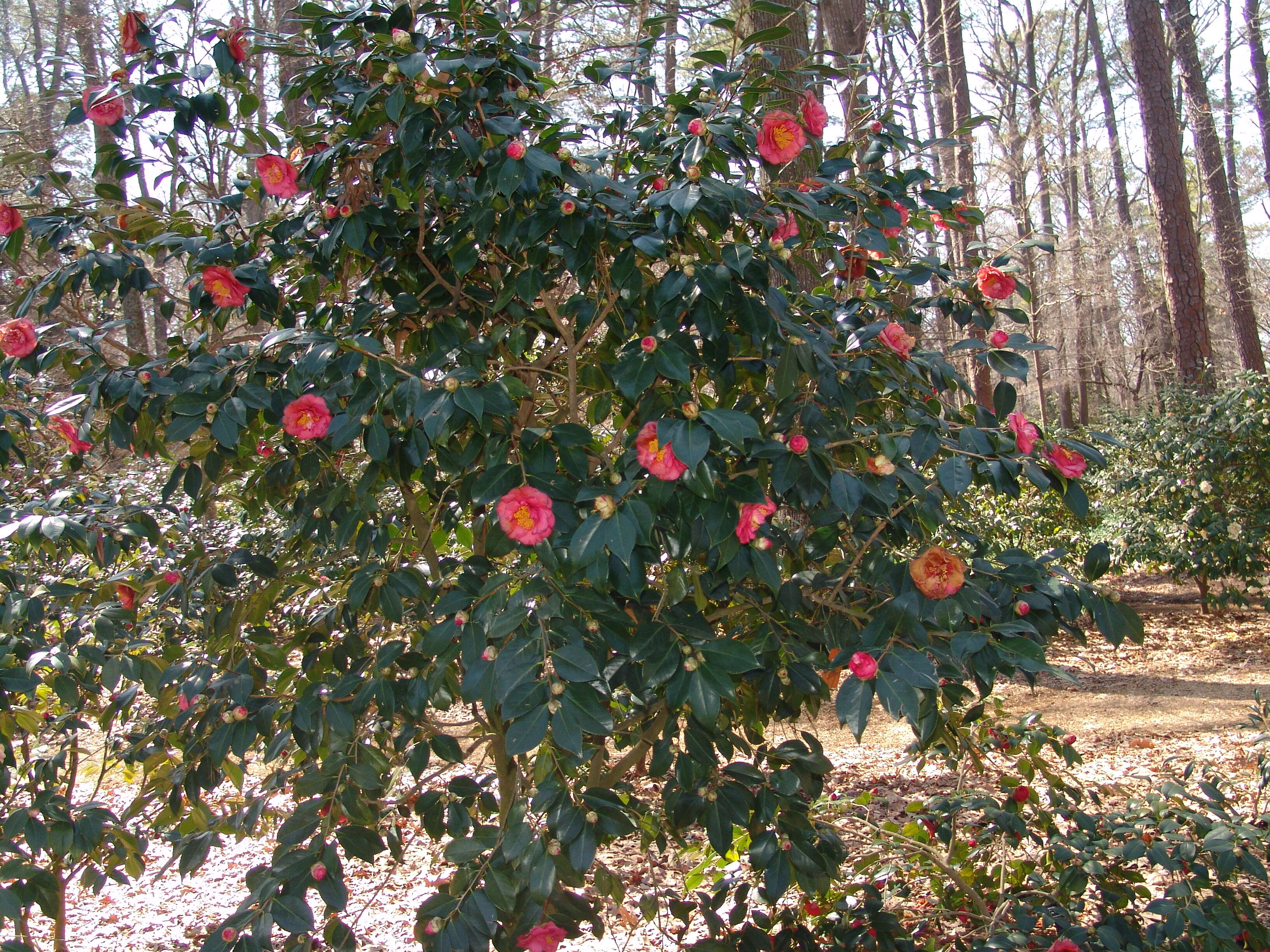 Image of camellia