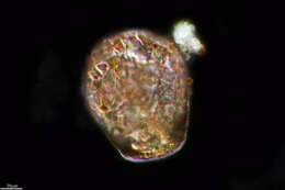 Image of Heleoperidae