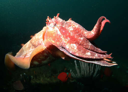 Image of cuttlefishes