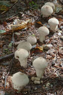 Image of Lycoperdon