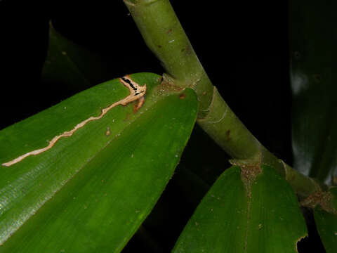 Image of Costus ricus Maas & H. Maas