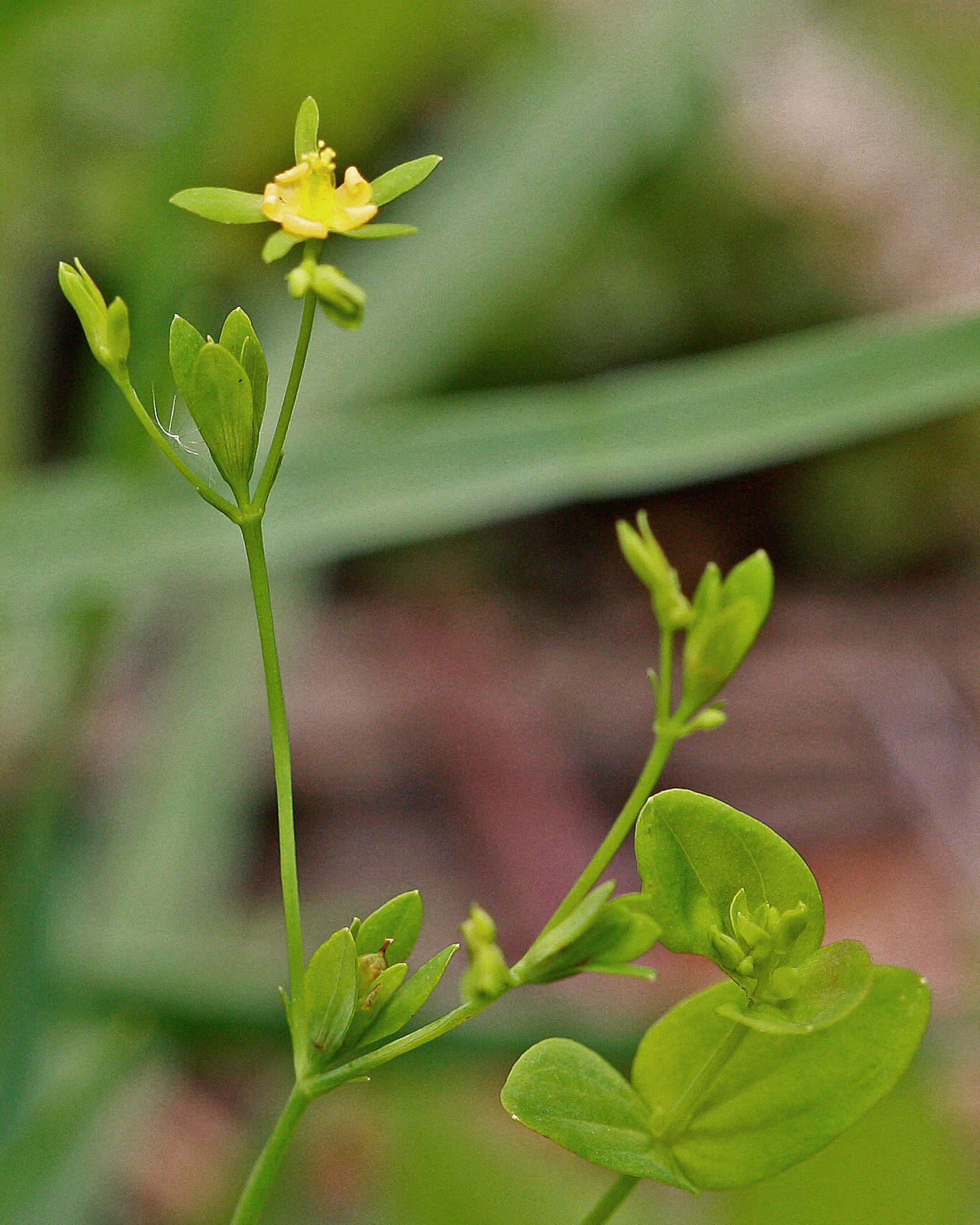 Sivun Hypericum mutilum L. kuva