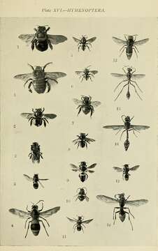 Image de Xylocopa aestuans (Linnaeus 1758)