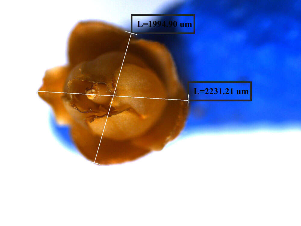 Micropholis melinoniana Pierre resmi