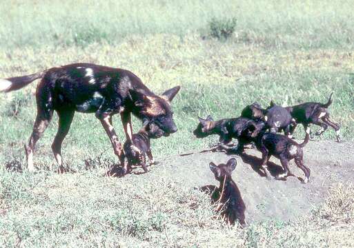 Image of African Wild Dog