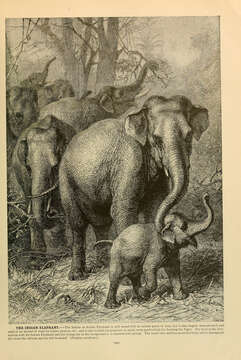 Image of Elephas Linnaeus 1758