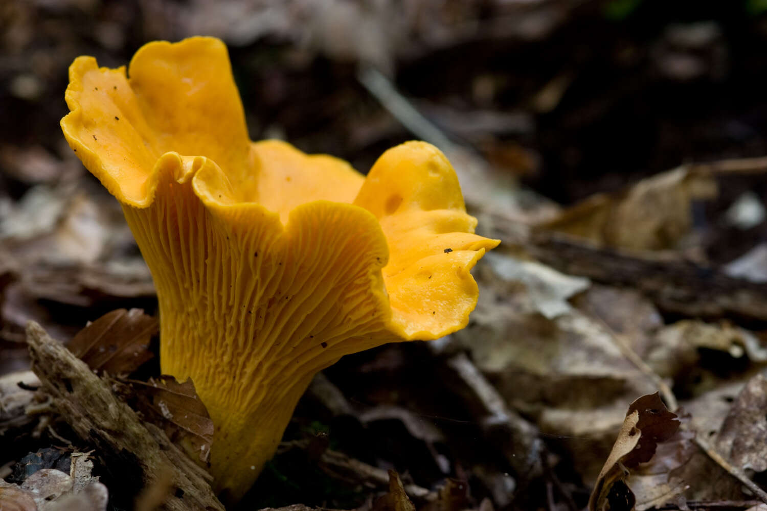 Image of Chanterelles