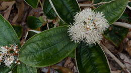 Image of Miconia albicans (Sw.) Steud.