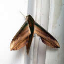 Image of Yam hawk moth