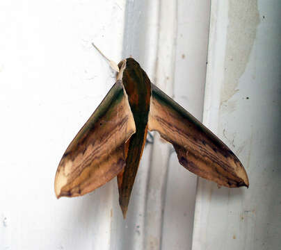 Image of Yam hawk moth