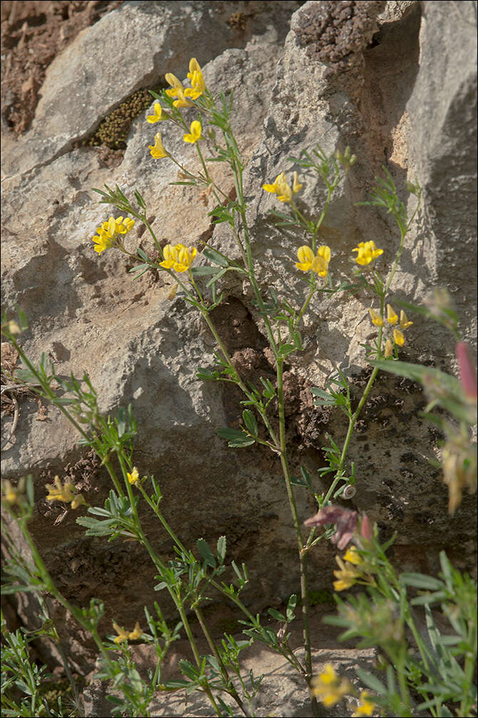 Plancia ëd Medicago prostrata Jacq.