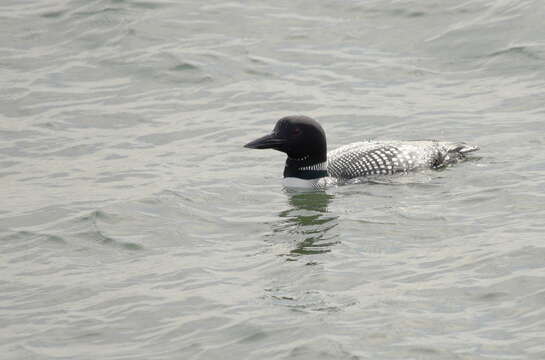 Image of loons