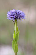 Image of Globe Daisies