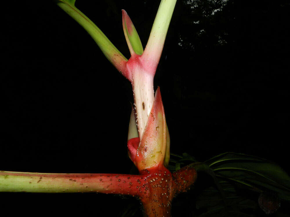 Image of Pentagonia macrophylla Benth.