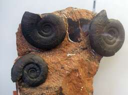 Image of Ammonites