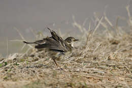 Image of pipits and wagtails