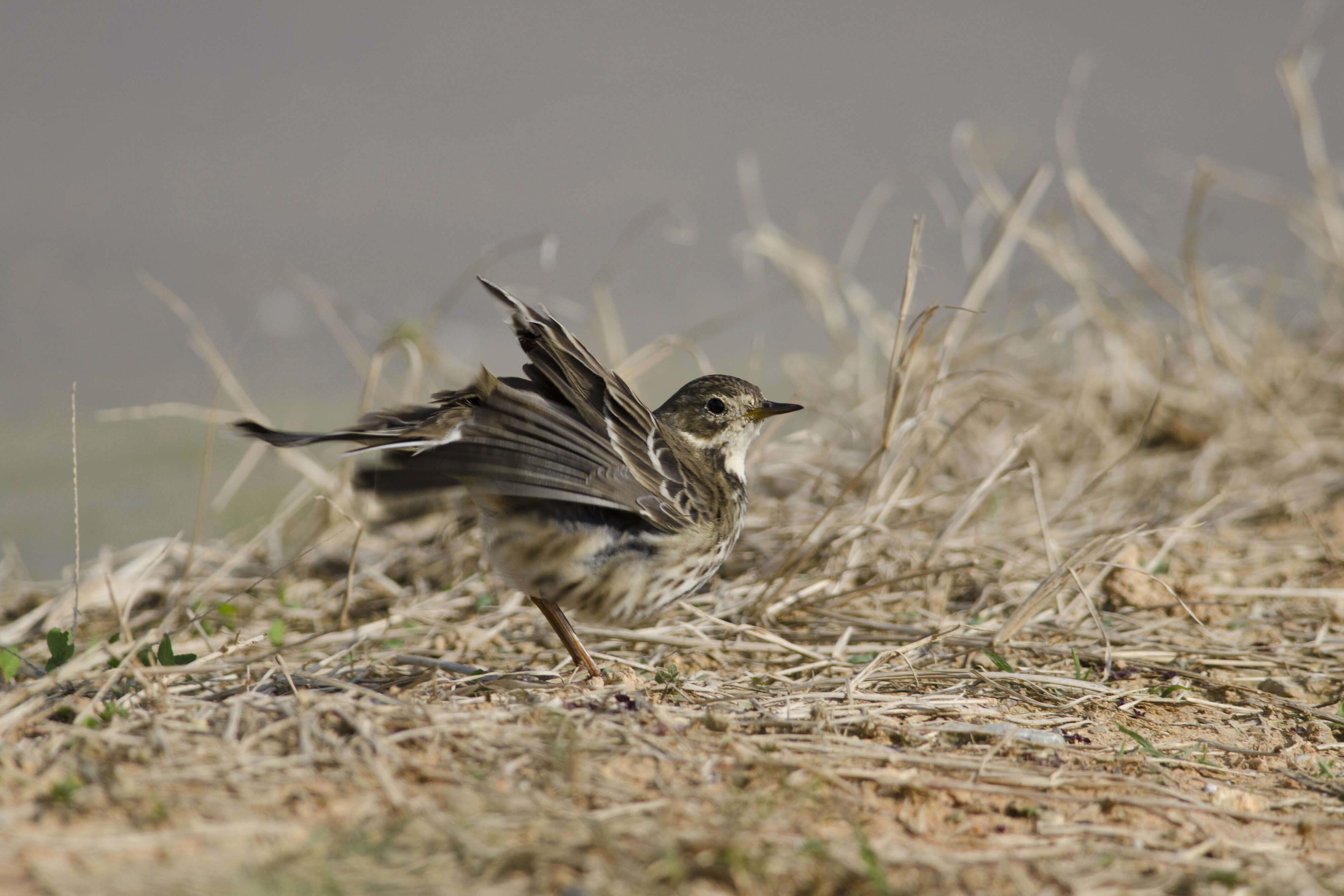 Слика од Anthus rubescens (Tunstall 1771)