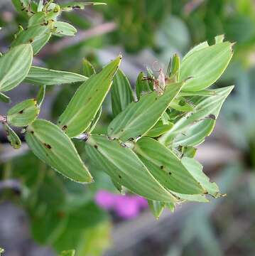 Plancia ëd Diplusodon ciliatiflorus T. B. Cavalcanti