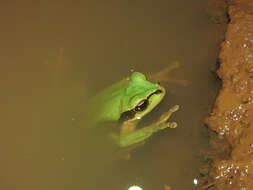 Image of Mexican Treefrogs