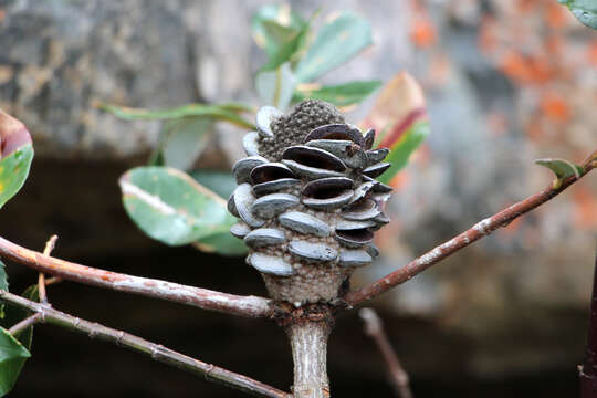 Image of banksia