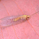 Image of Brinckochrysa cardaleae (New 1980)