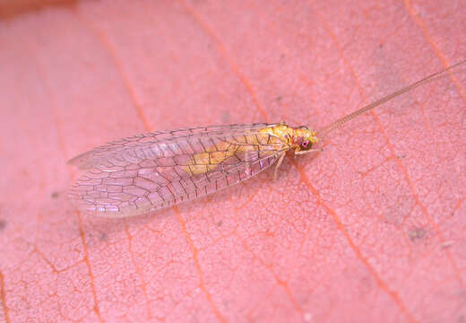 Image of Brinckochrysa cardaleae (New 1980)