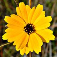 Coreopsis gladiata Walt.的圖片