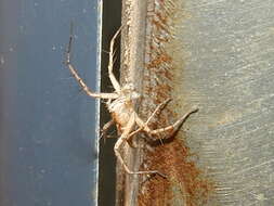 Image of lynx spider