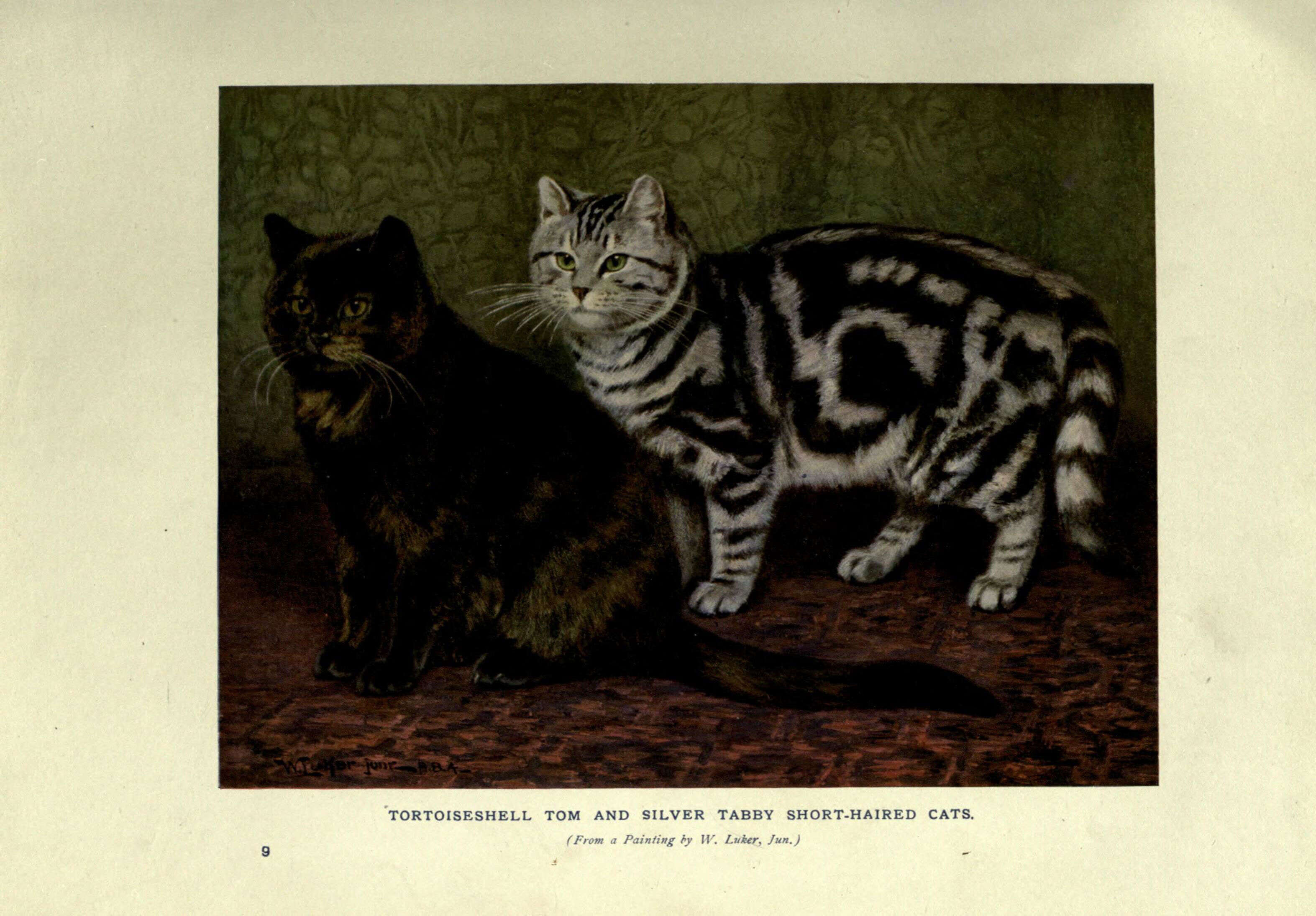 Image of Small Cats