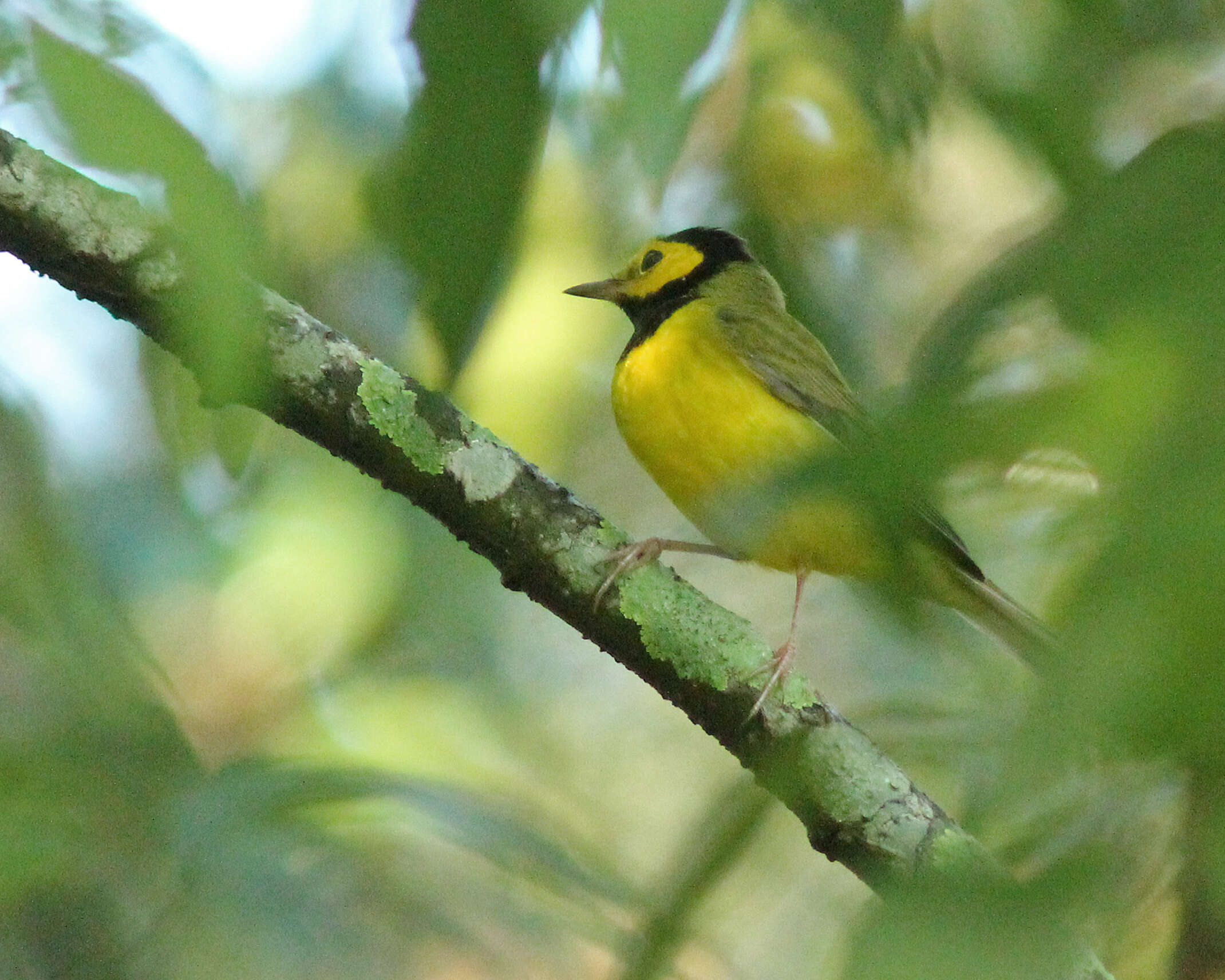 Image of Hooded Warbler