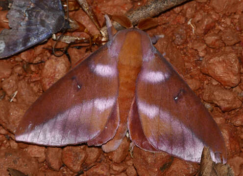 Image of Othorene purpurascens (Schaus 1905)