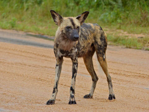 Image of African Hunting Dog