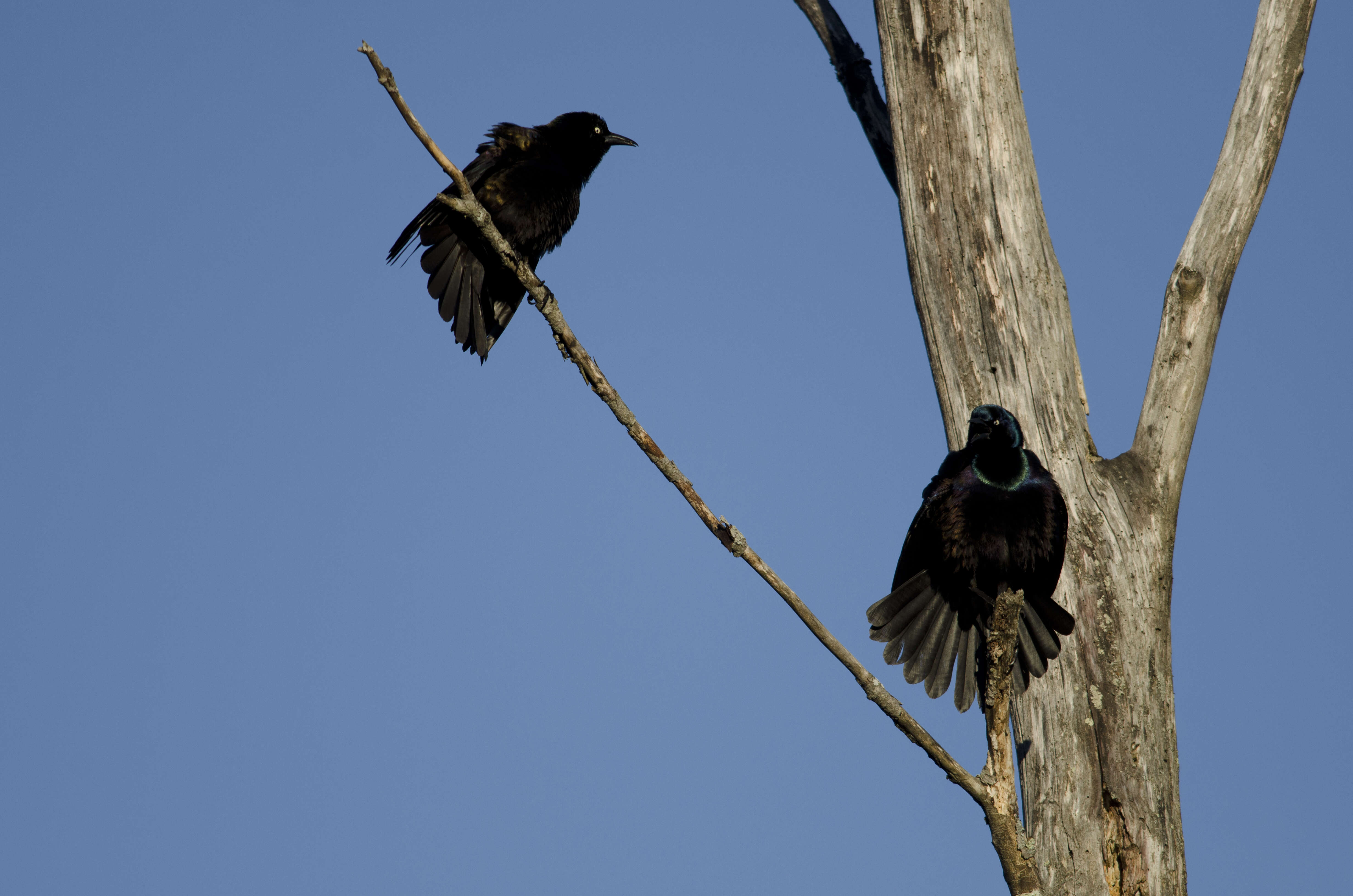 Image de Quiscale bronzé