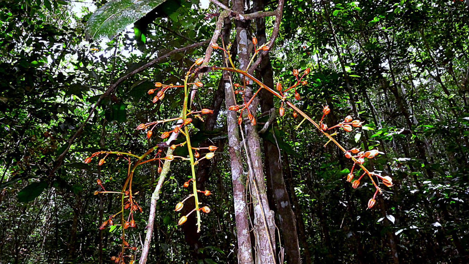 صورة Ouratea gigantophylla (Erhard) Engl.